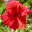 Bitpim Program Icon